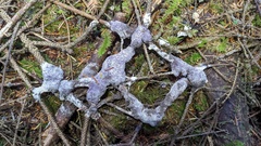 Nectriopsis violacea