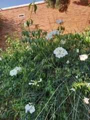 Pandorea jasminoides