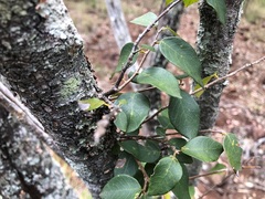 Bridelia leichhardtii