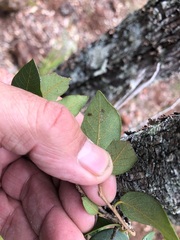 Bridelia leichhardtii