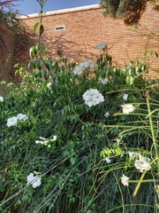Pandorea jasminoides