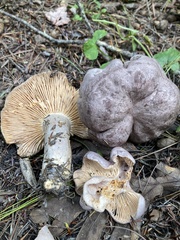 Lactarius argillaceifolius