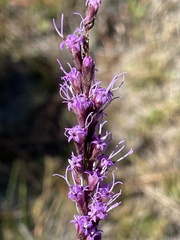 Liatris
