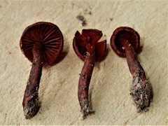Dermocybe