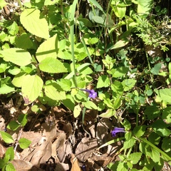 Scutellaria dumetorum