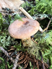 Lactarius glyciosmus