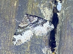 Xanthorhoe lacustrata