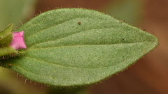 Diplacus