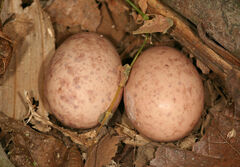 Nyctidromus albicollis