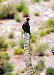 Patagioenas maculosa