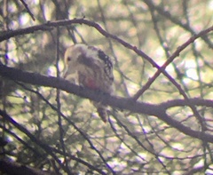 Leiopicus mahrattensis