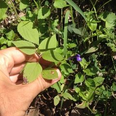 Scutellaria dumetorum