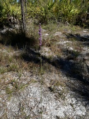 Liatris