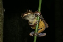 Bokermannohyla circumdata