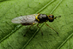Acanthasargus