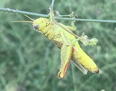 Melanoplus yarrowii