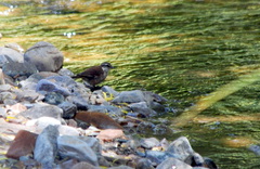 Cinclodes albiventris