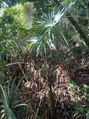 Coccothrinax