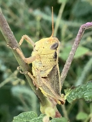 Melanoplus yarrowii