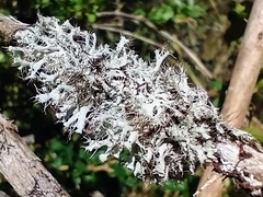 Heterodermia echinata