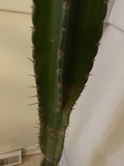 Cactoideae