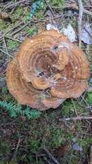 Bondarzewia occidentalis