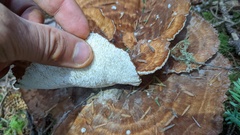 Bondarzewia occidentalis