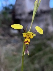Diuris sulphurea