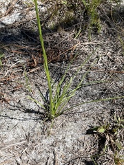 Liatris