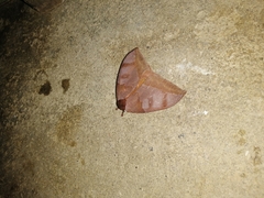 Hemileucinae