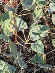 Eriogonum compositum