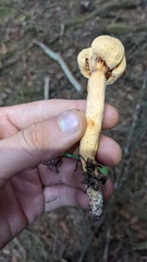 Chroogomphus tomentosus