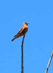 Hirundinea ferruginea