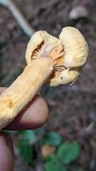 Chroogomphus tomentosus