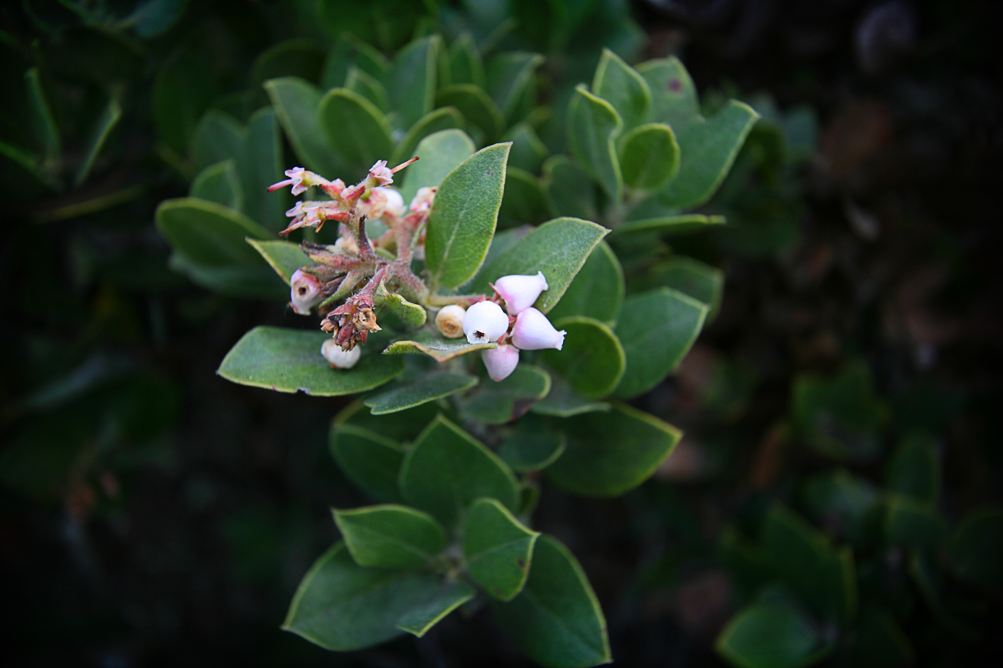 Arctostaphylos crustacea