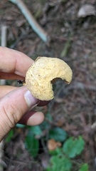 Chroogomphus tomentosus