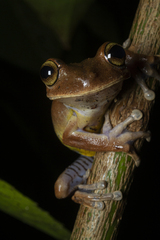 Bokermannohyla circumdata