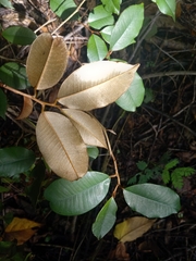 Chrysophyllum oliviforme