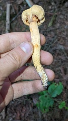 Chroogomphus tomentosus