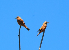 Hirundinea ferruginea