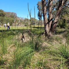 Xanthorrhoea minor lutea