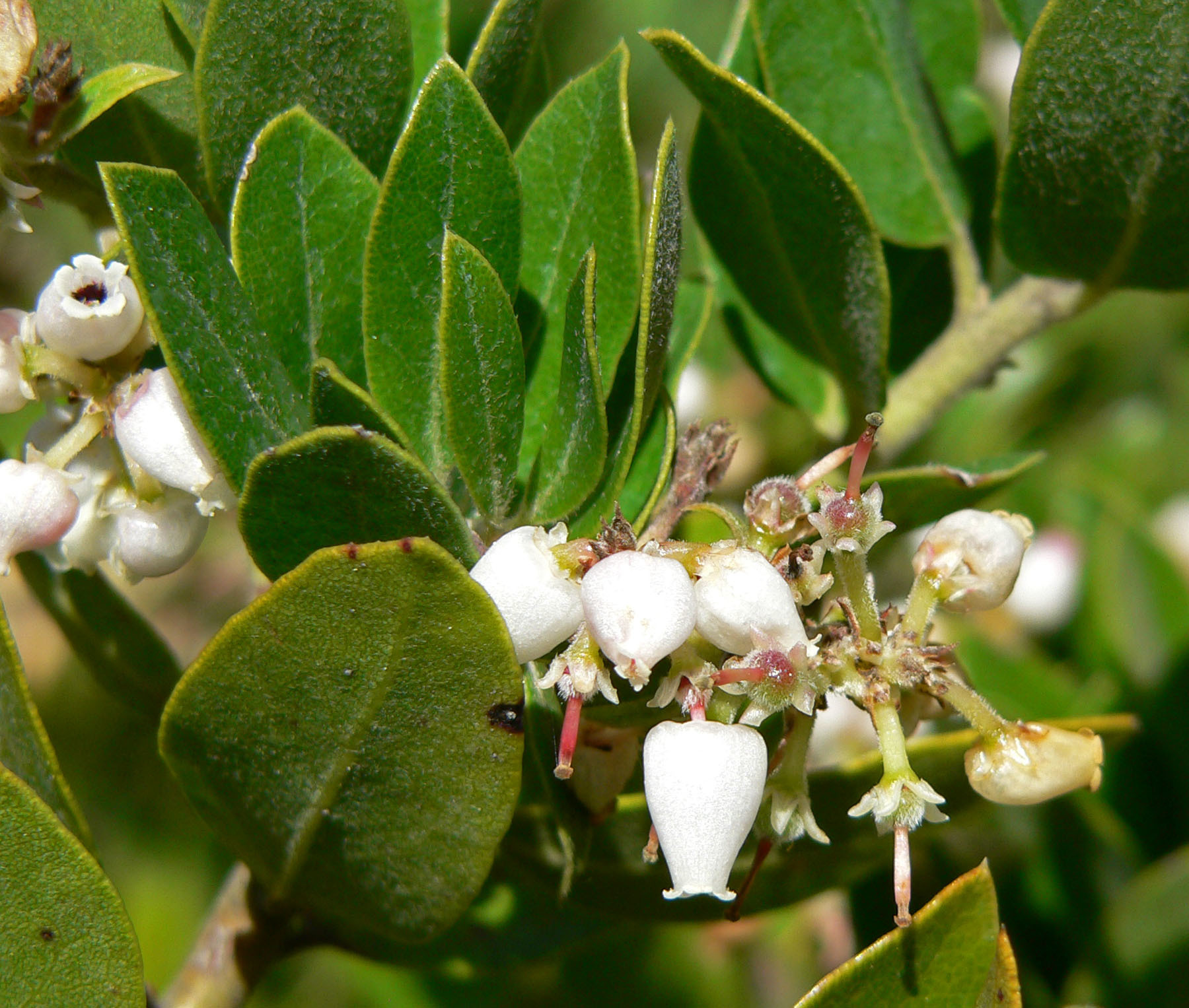 Arctostaphylos crustacea ssp. insulicola