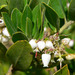 Woollyleaf Manzanita - Photo (c) Stan Shebs, some rights reserved (CC BY-SA)
