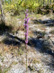 Liatris