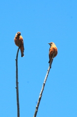 Hirundinea ferruginea