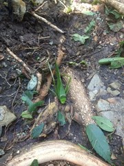 Stilpnochlora incisa