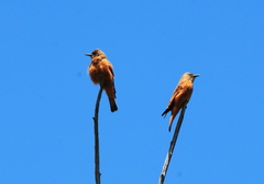 Hirundinea ferruginea