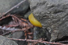 Ariolimax dolichophallus