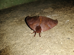 Hemileucinae