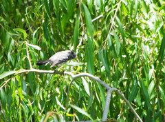 Anairetes flavirostris